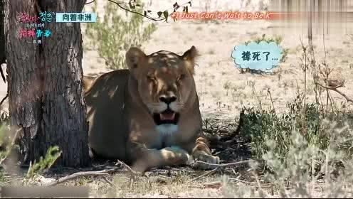 娱乐吃瓜君迅猛龙唱歌,迅猛龙跨界唱歌，音乐界新势力崛起  第2张