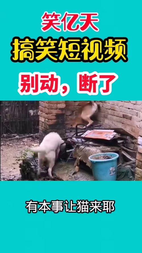 搞笑爆料的视频,笑到肚子疼的瞬间  第1张